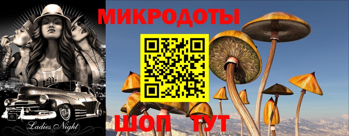 Псилоцибиновые грибы Psilocybe Кострома